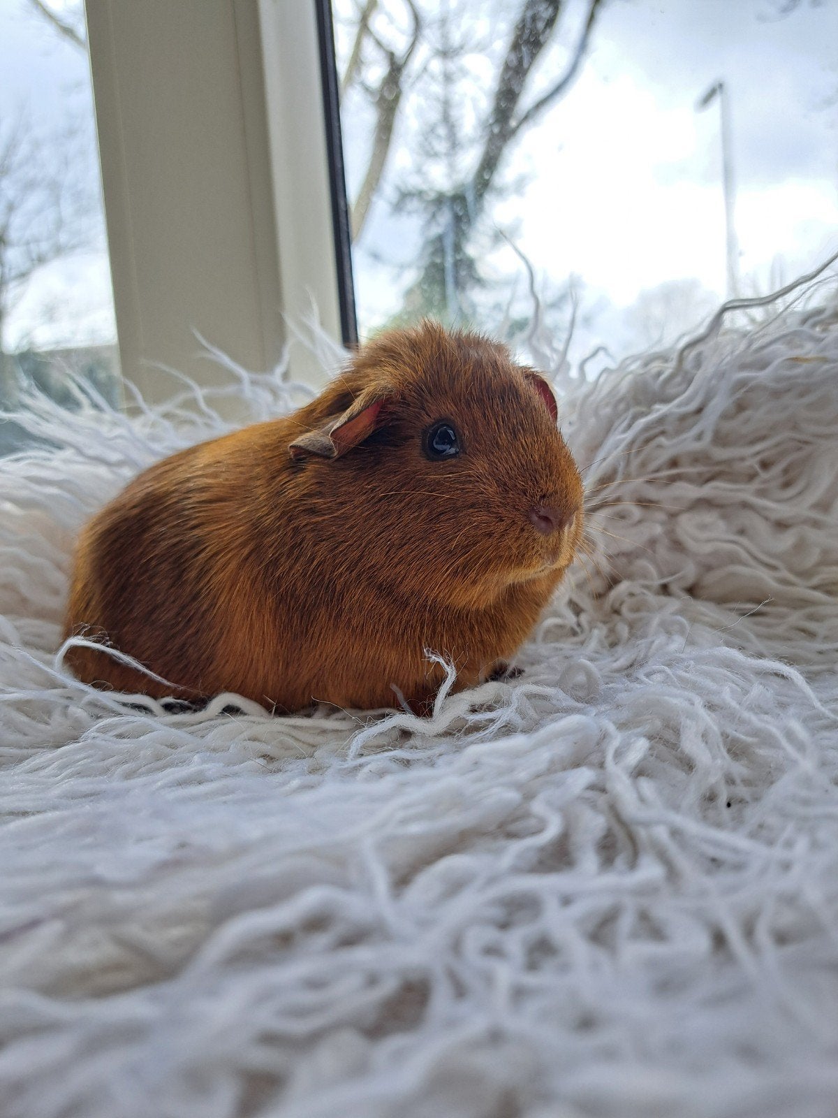 Lieve cavia te koop, Cavia, Februari, Mannelijk, Tam