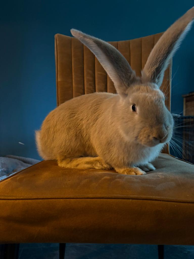 Duitse reus konijn, Vrouwelijk, Groot, 0 tot 2 jaar