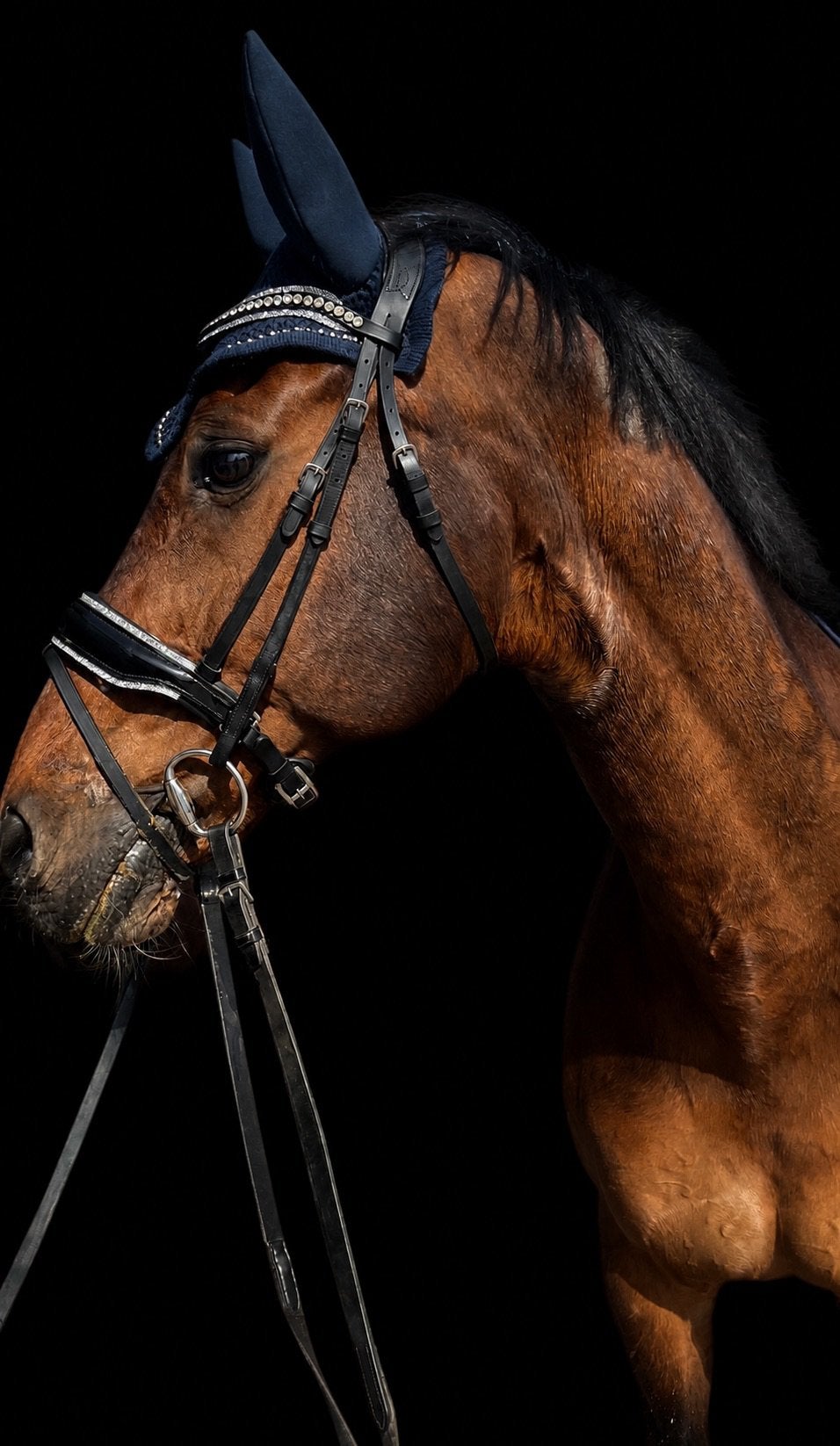 Lieve ervaren kwpn dressuur ruin, Dieren en Toebehoren, Ruin, Dressuurpaard