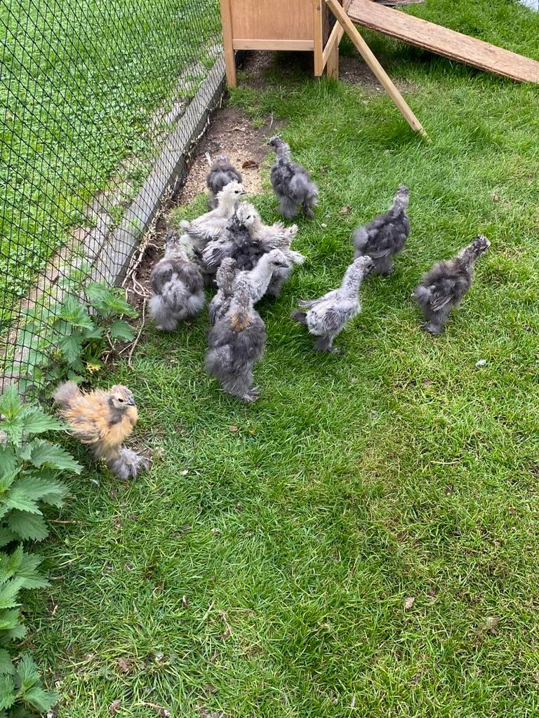 Zijdehoenders kriel USA kuikens ! Gratis!! Moet weg, Meerdere dieren, Kip