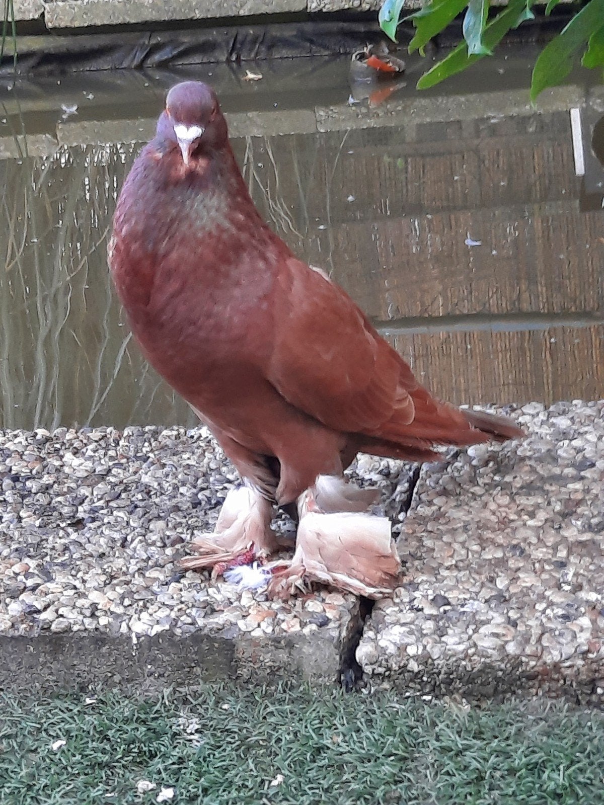 Rode kropper gevraagd, Dieren en Toebehoren, Vrouwelijk, Overige soorten