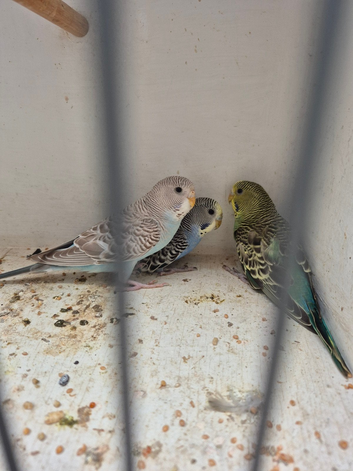 Mooie jonge grasparkieten te koop!, Dieren en Toebehoren, Vogels | Parkieten en Papegaaien, Meerdere dieren, Parkiet