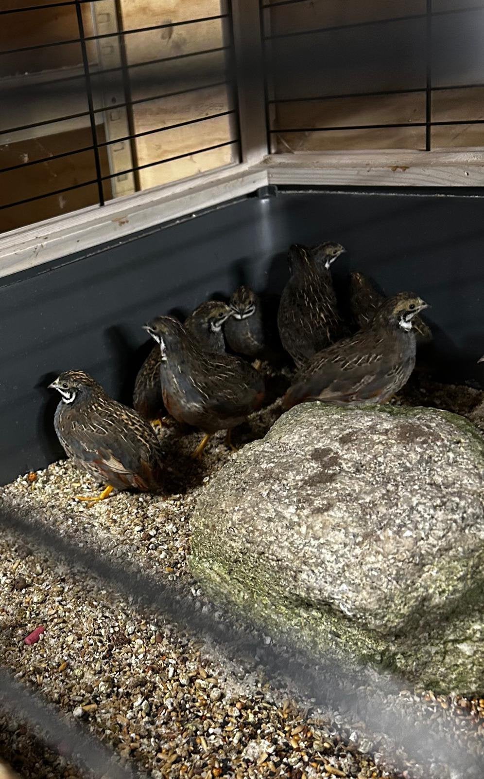 GRATIS natuurbroed mannen kwartels, Dieren en Toebehoren, Mannelijk