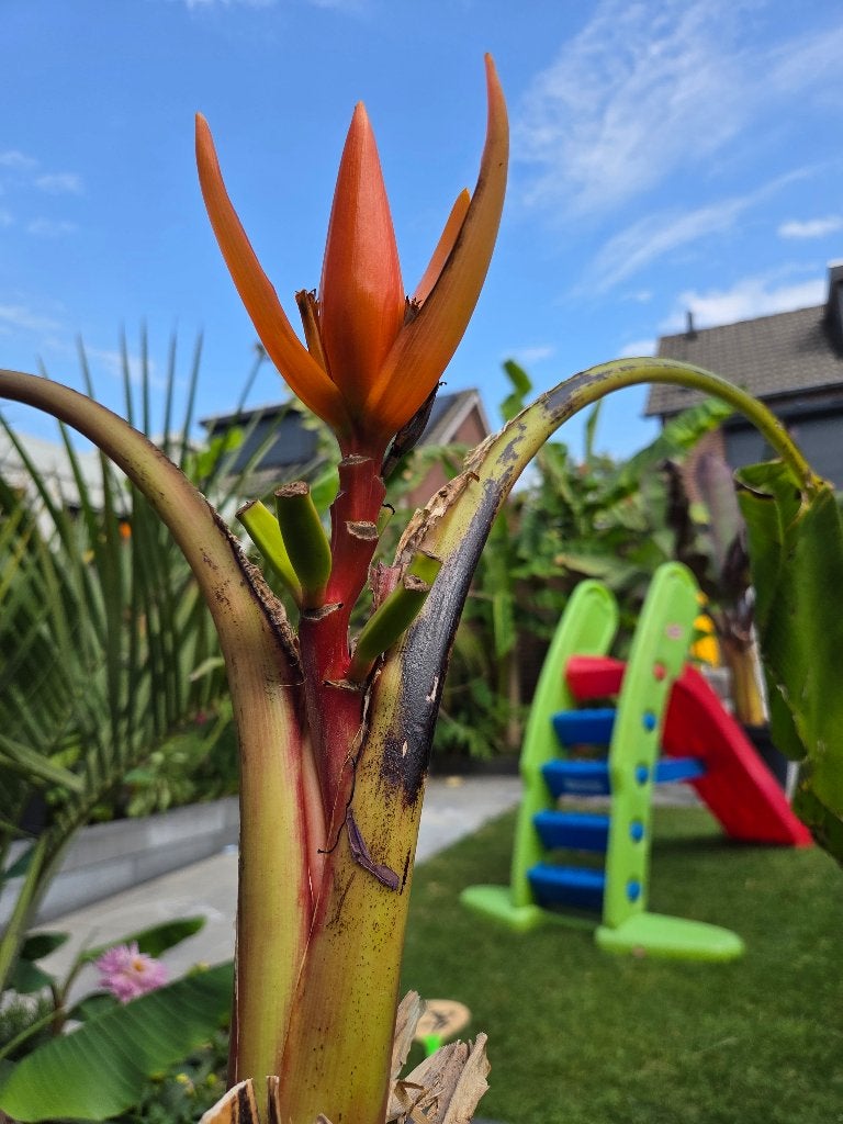 Musa aurantiaca, Ophalen, Overige soorten, Volle zon