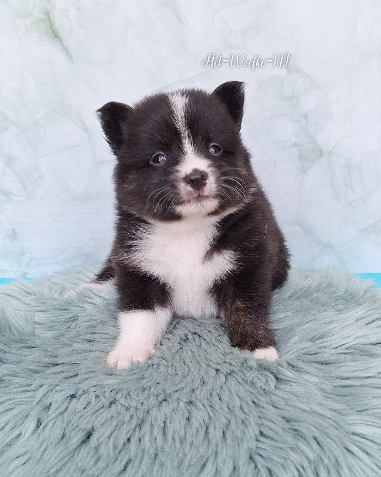 Twix💙 tri-color Pomsky F1b puppy, 8 tot 15 weken, Eén hond, Nederland, Fokker | Hobbymatig