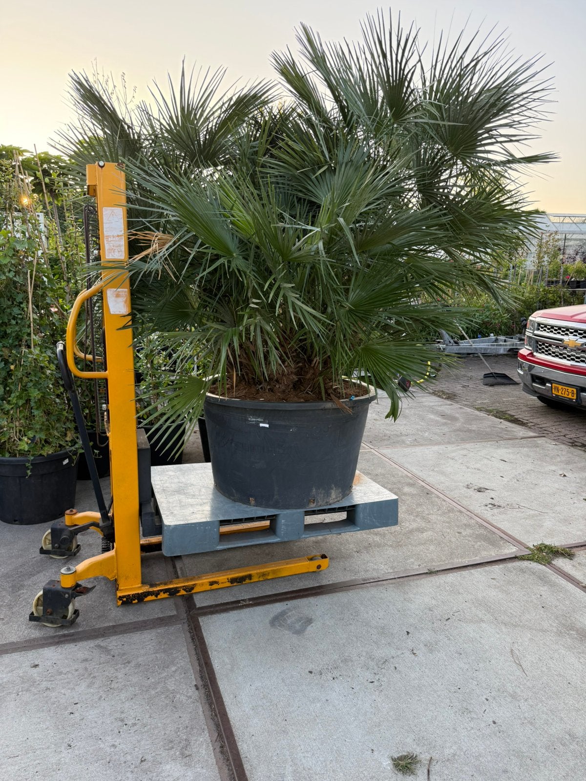 Super super super grote palm chamearops een plaatje, Tuin en Terras, Planten | Bomen, 100 tot 250 cm, Zomer, Palmboom, Ophalen