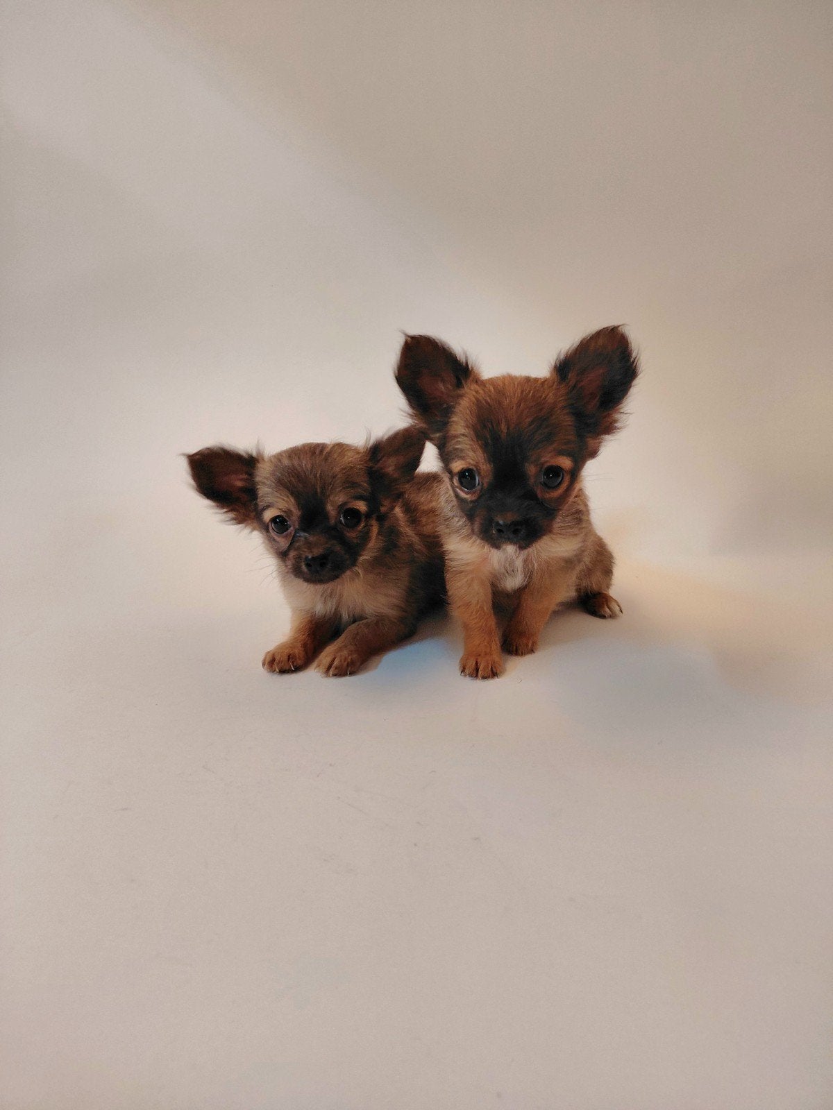Prachtige Chihuahua pups, 8 tot 15 weken, Meerdere, Meerdere dieren, Chihuahua