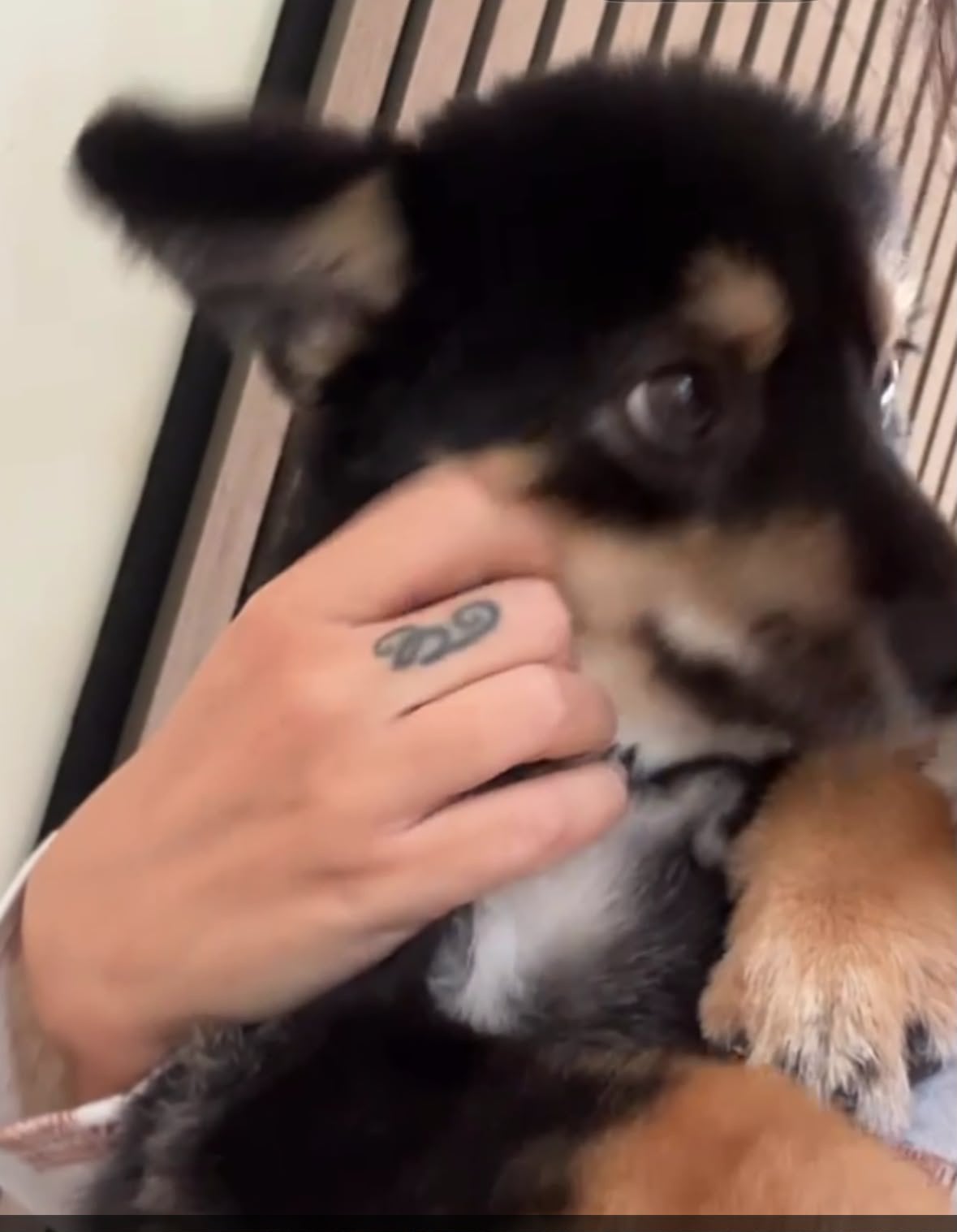 Te koop zeer lieve pomski, 15 weken tot 1 jaar, Eén hond, CDV (hondenziekte), Nederland