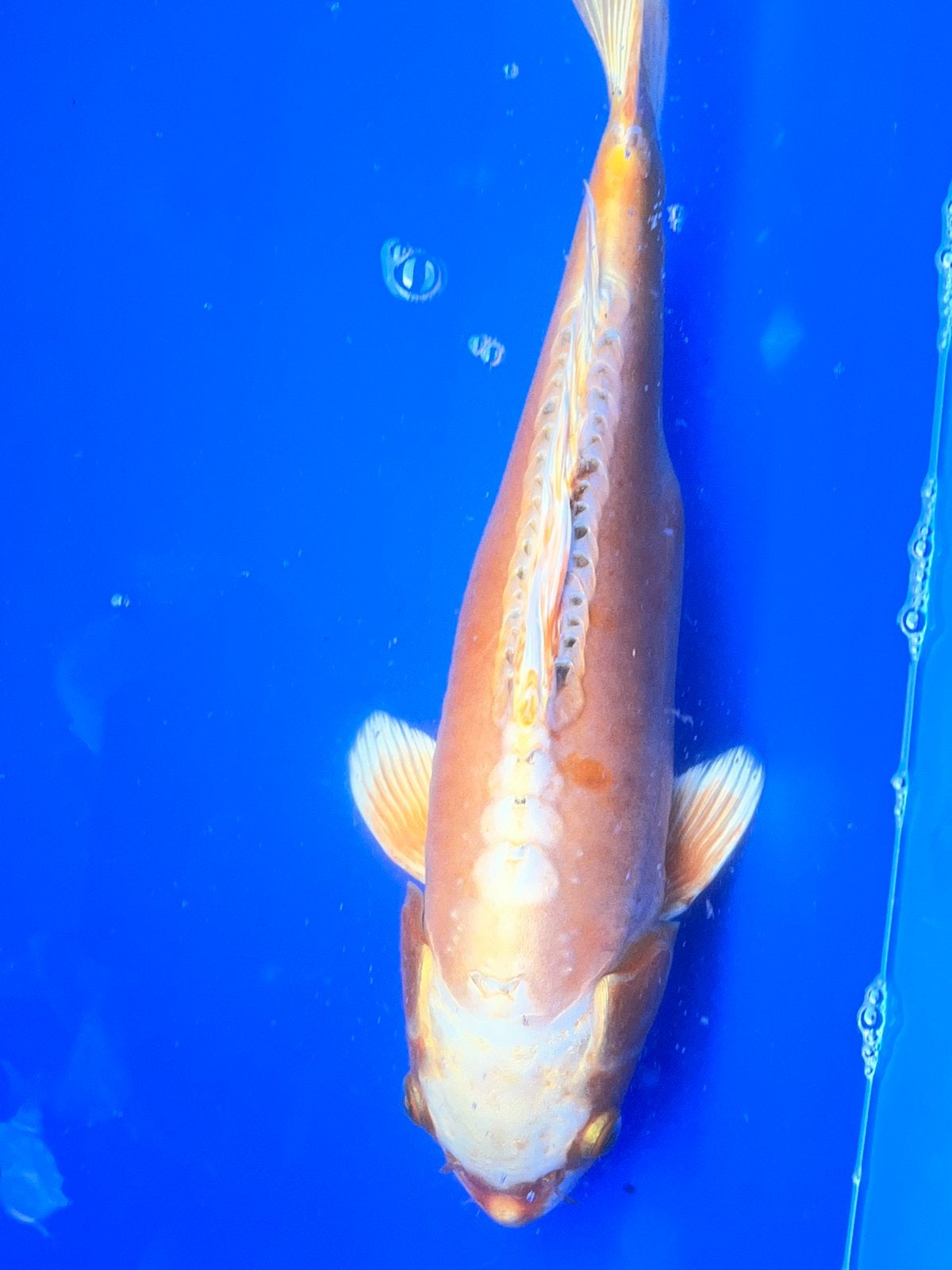Doitsu Mizuho Ogon, Dieren en Toebehoren, Karper of Koi