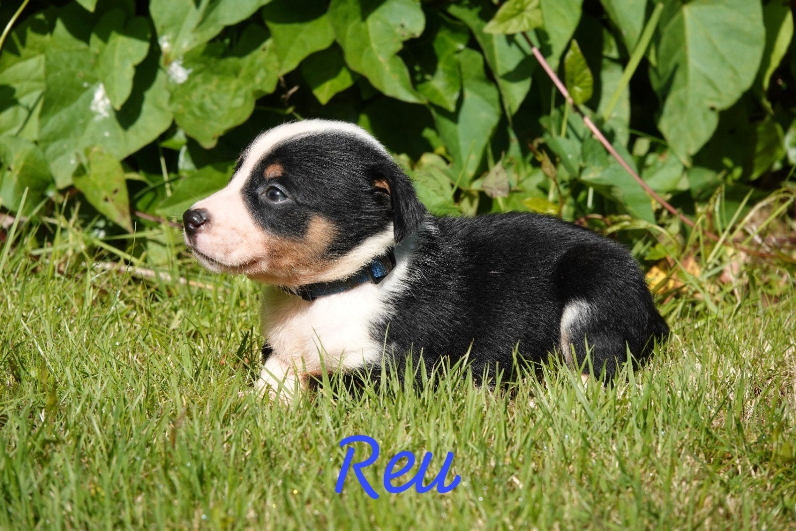 2 lieve pups te koop. Bijna 6 wkn oud, Reu, Meerdere, Middel, Nederland