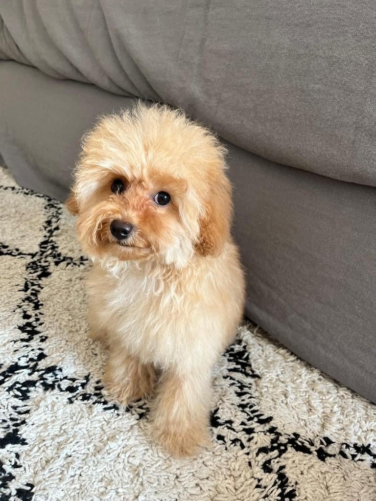 Maltipoo f1 pup kleinblijvend teefje, Overige rassen, 8 tot 15 weken, Teef, Eén hond