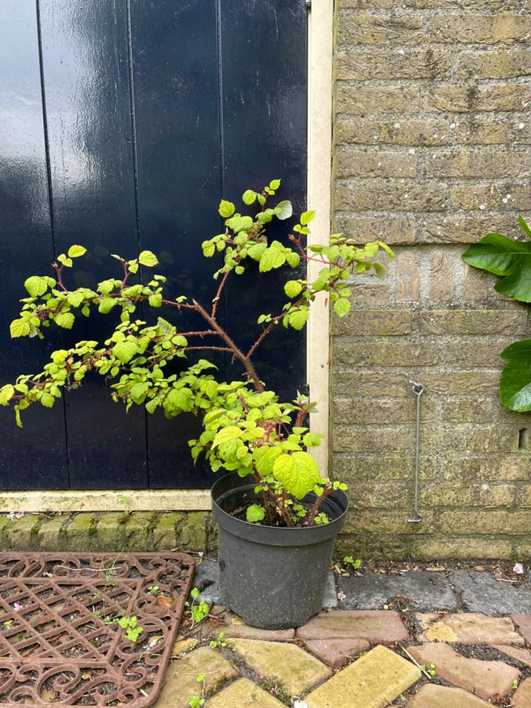 Biologische struik Japanse wijnbes, Tuin en Terras, Planten | Tuinplanten, Ophalen, Overige soorten, Volle zon