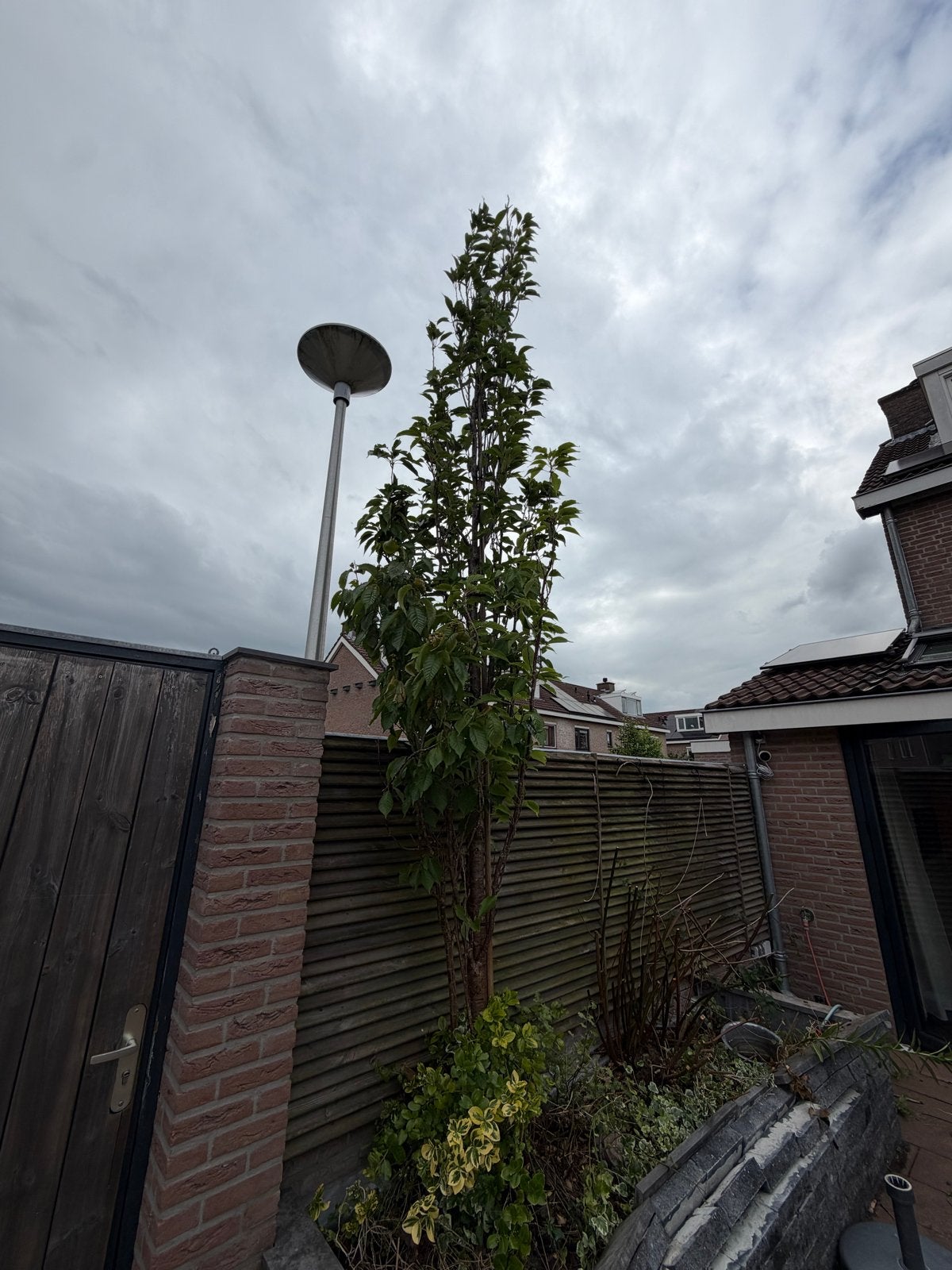 Smal groeiende boom met lichtroze bloesem (4m hoog), Tuin en Terras, Planten | Bomen, Lente, Zuilboom, 400 cm of meer, Ophalen