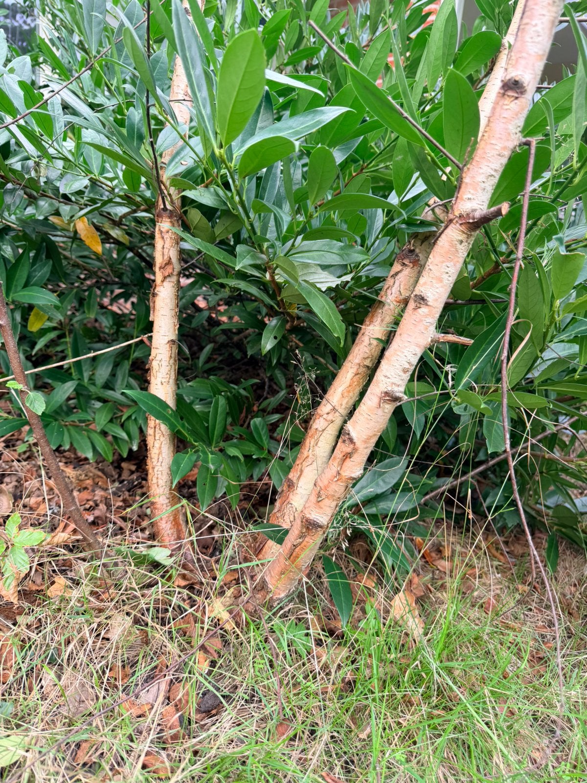 Berk en laurierkers Gratis af te halen, Tuin en Terras, Ophalen, Volle zon, Overige soorten, 100 tot 250 cm