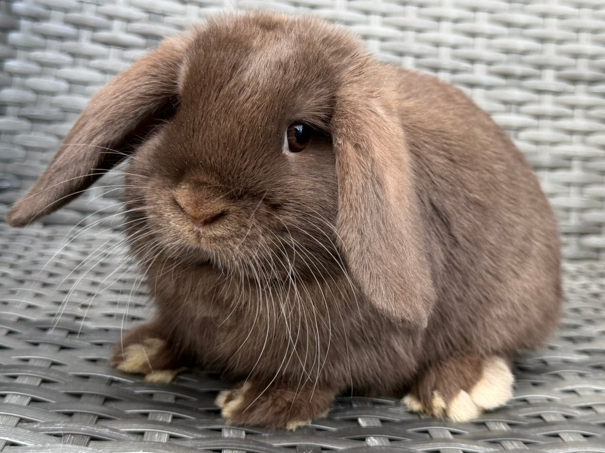 Super lief, knap, tam & sociaal NHD hangoor dwerg konijntje, Dieren en Toebehoren, Mannelijk, Dwerg, Hangoor, 0 tot 2 jaar