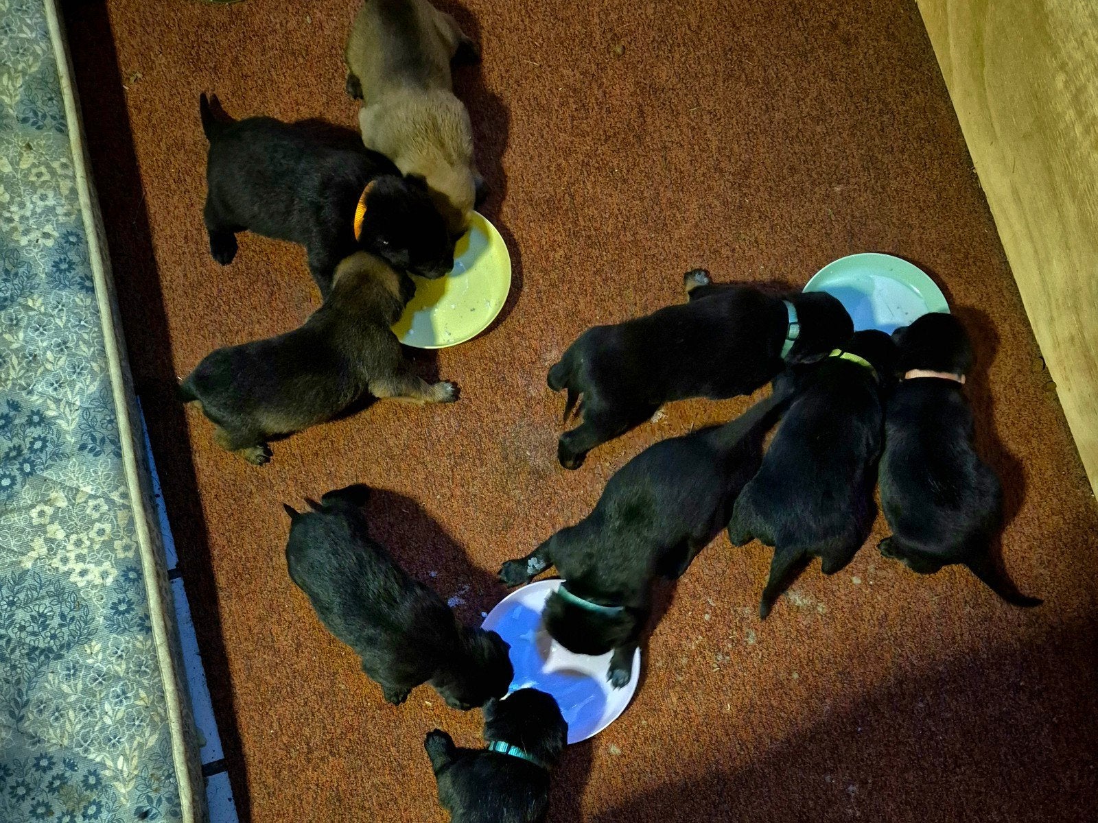 Mechelse herder pups, kleur zwart, bruin, combi, 8 tot 15 weken, Meerdere, Meerdere dieren, Herder