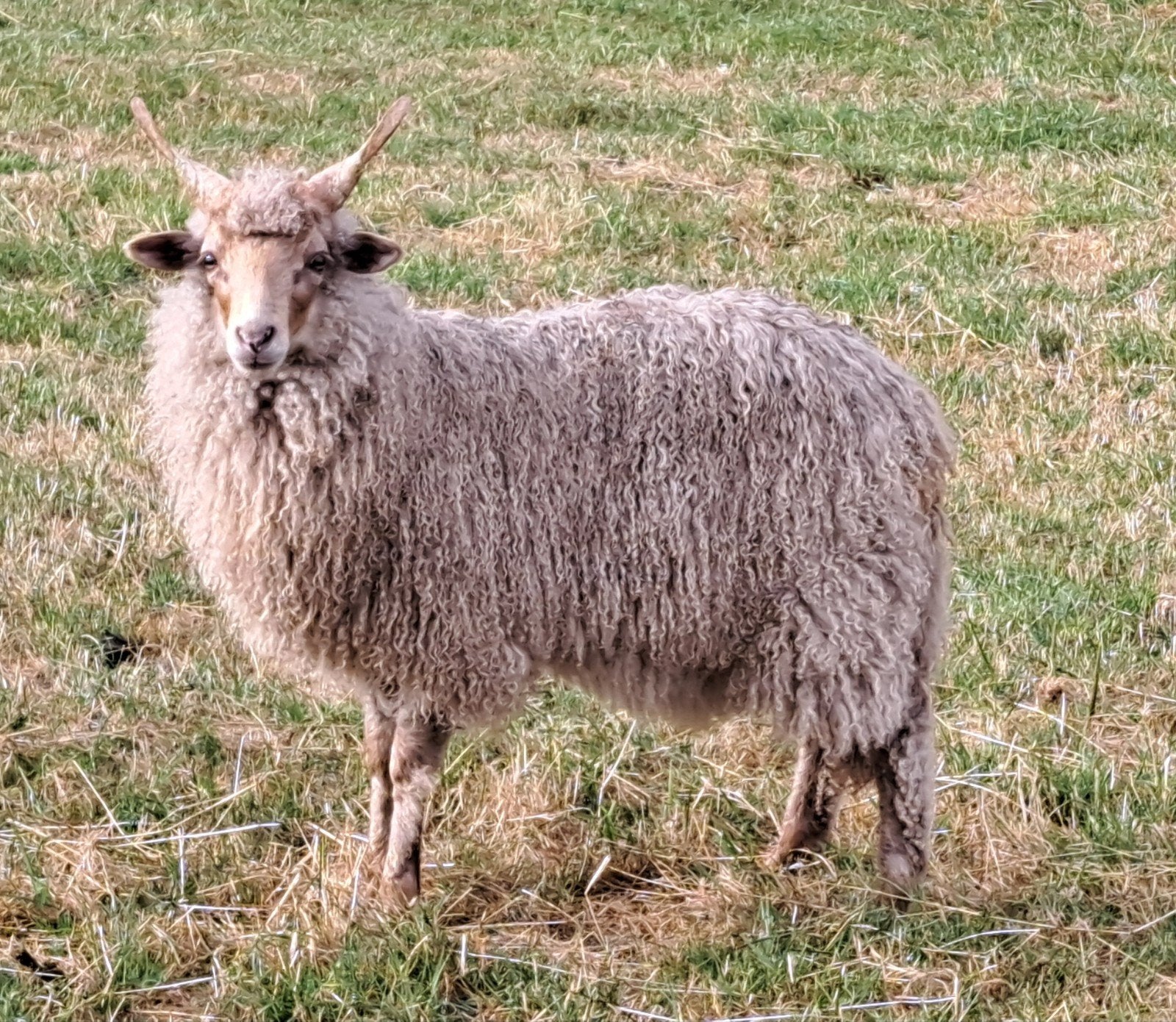 mooie racka ram, Dieren en Toebehoren, Mannelijk, Schaap, 0 tot 2 jaar