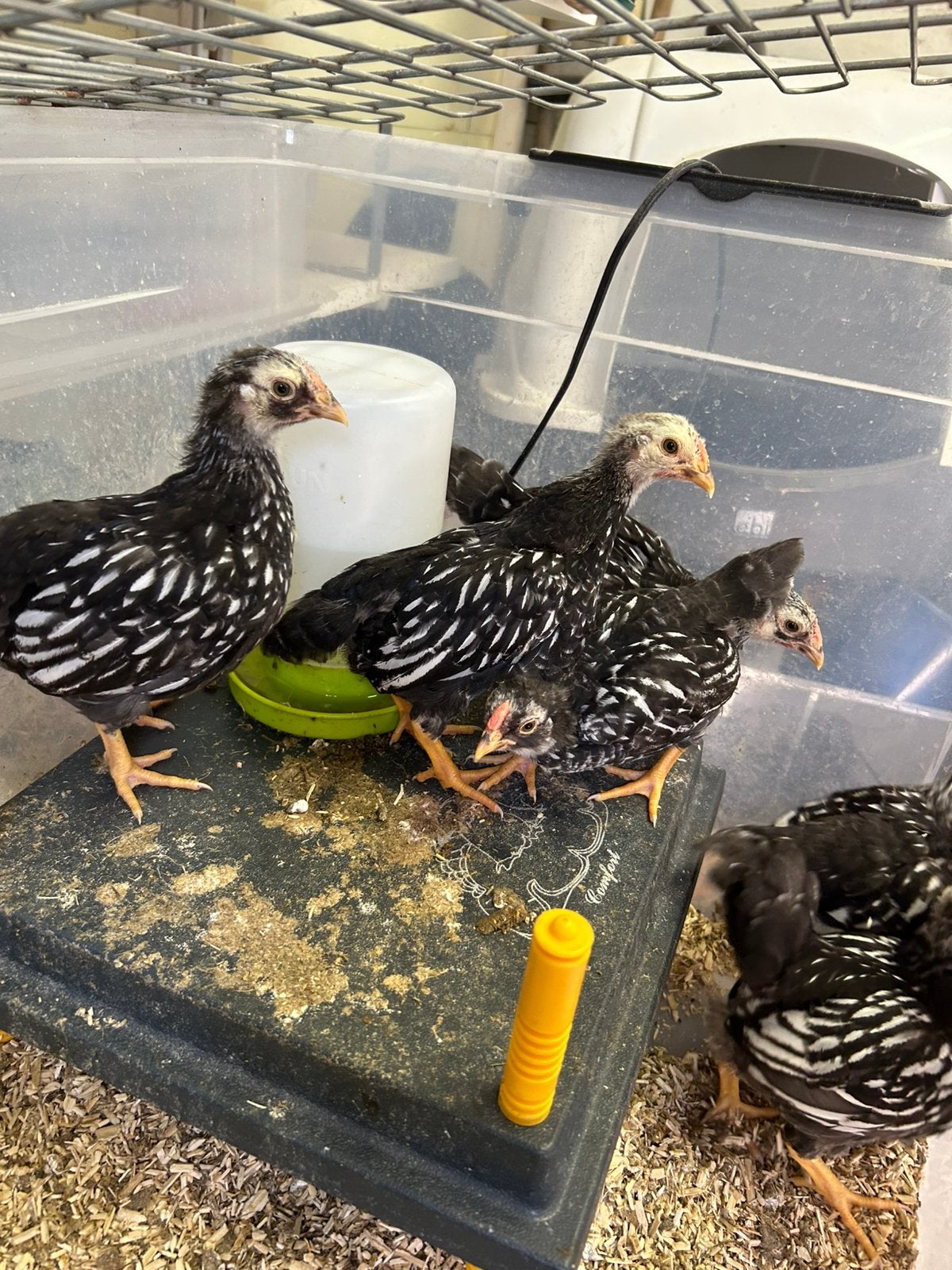 Jonge Wyandotte kriel hanen, Dieren en Toebehoren, Pluimvee, Mannelijk, Kip
