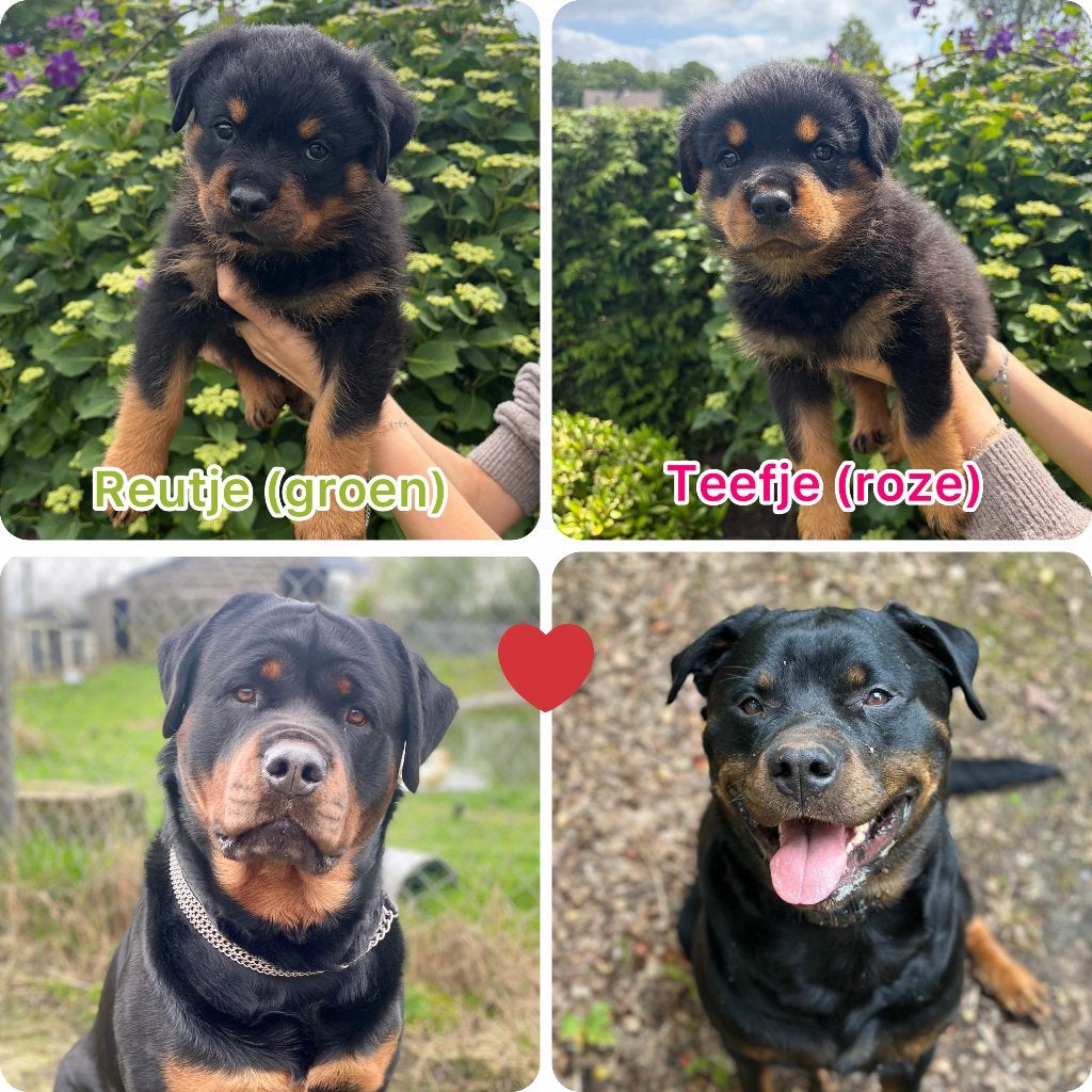 Rottweiler Pups, Dieren en Toebehoren, Parvo, 8 tot 15 weken, Meerdere, Meerdere dieren