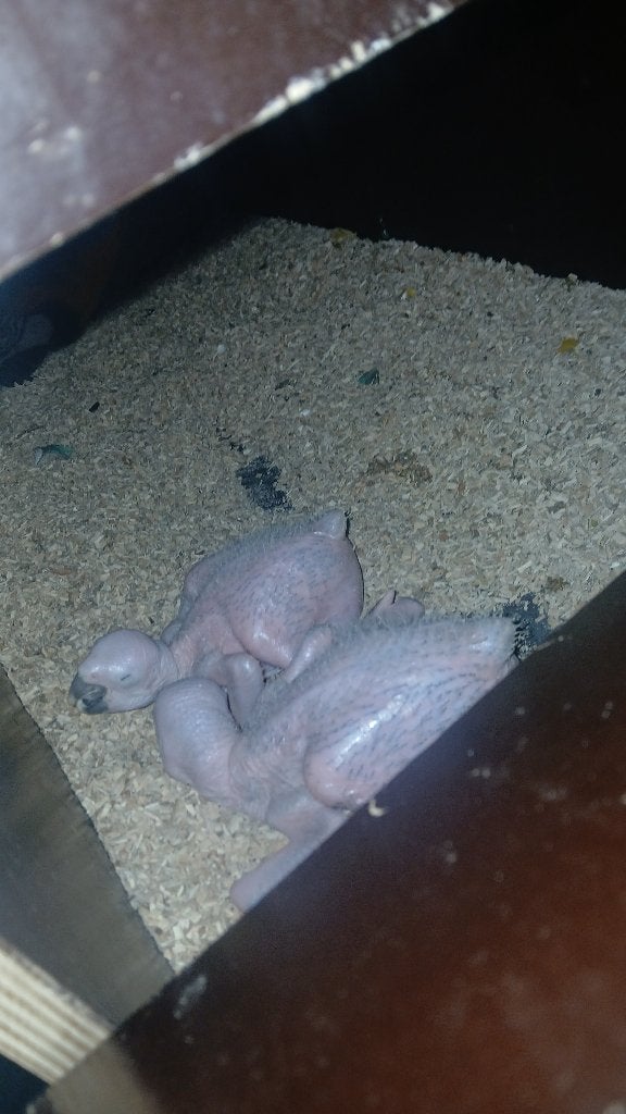 Blauw gele ara jongen, Dieren en Toebehoren, Meerdere dieren, Papegaai, Geringd