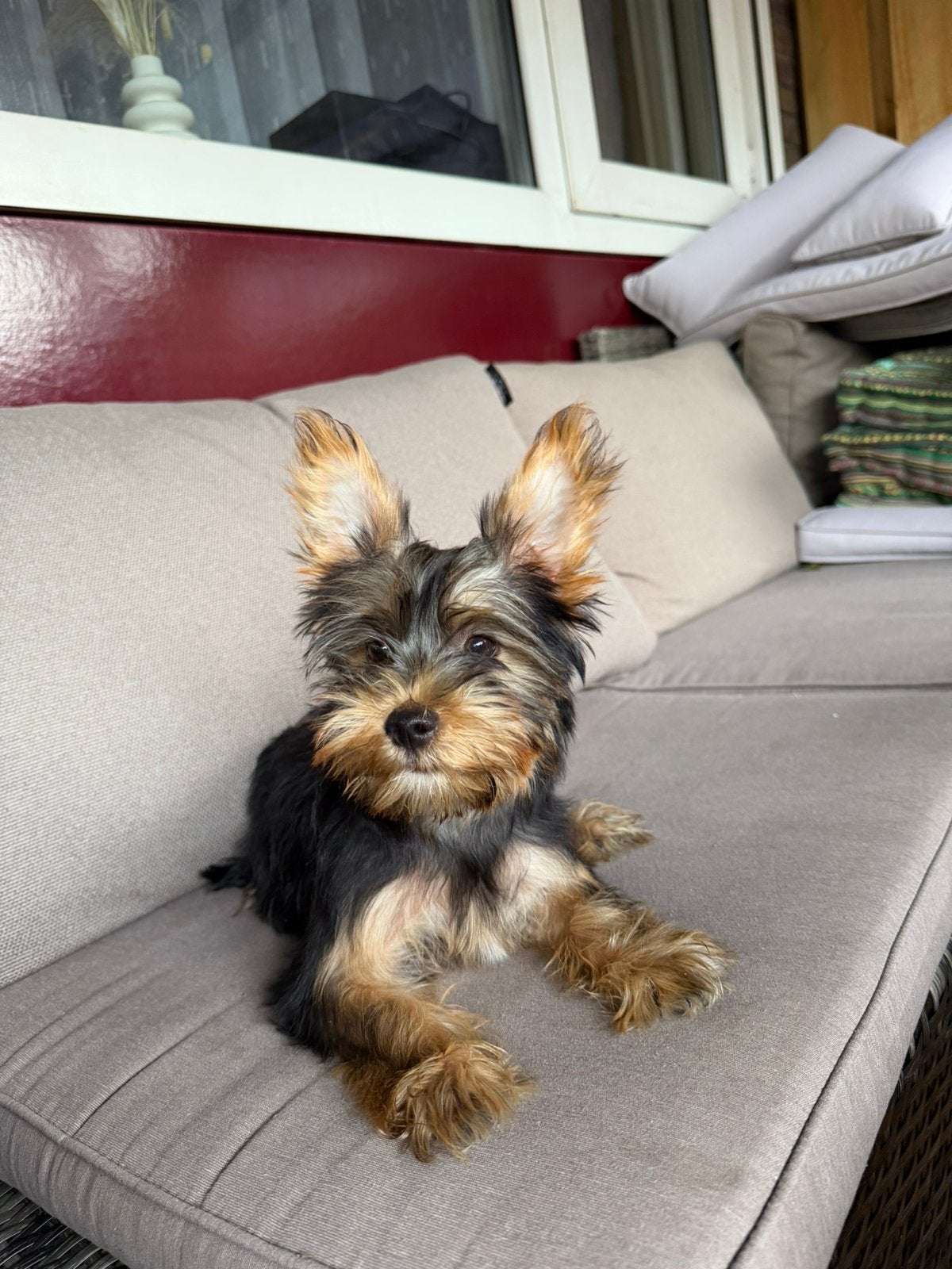 Yorkshire terriër pups te koop, Yorkshire Terriër, Particulier, 8 tot 15 weken, Buitenland