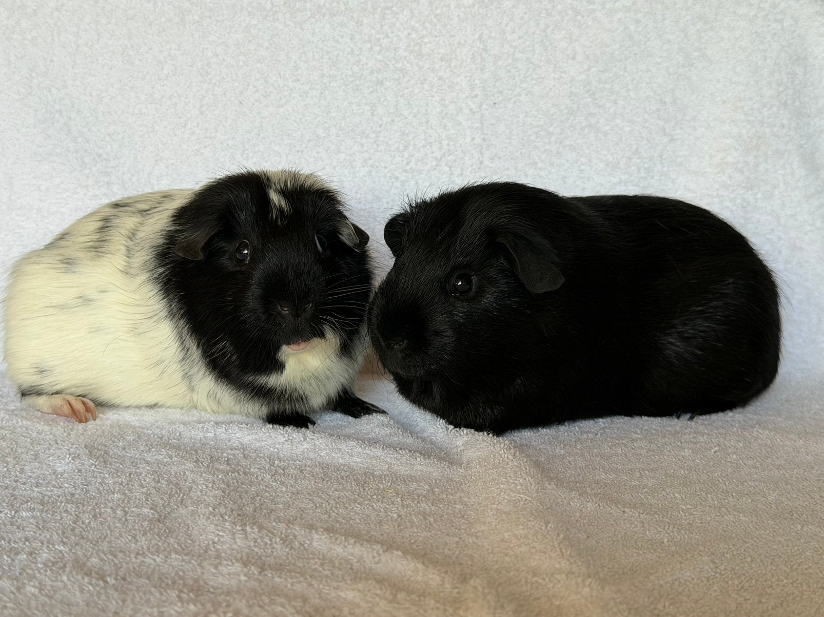Twee lieve cavia beren, Cavia, Juni, Mannelijk, Tam