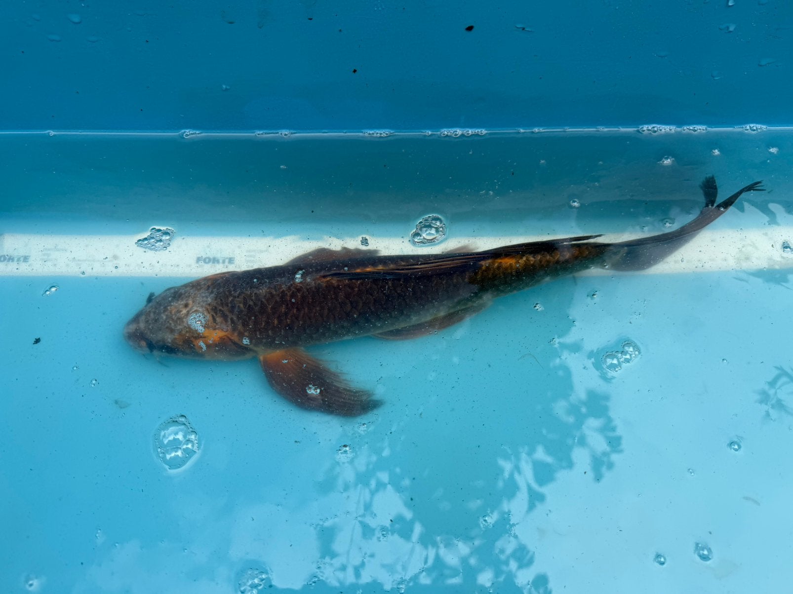 Vlinder koi, Karper of Koi