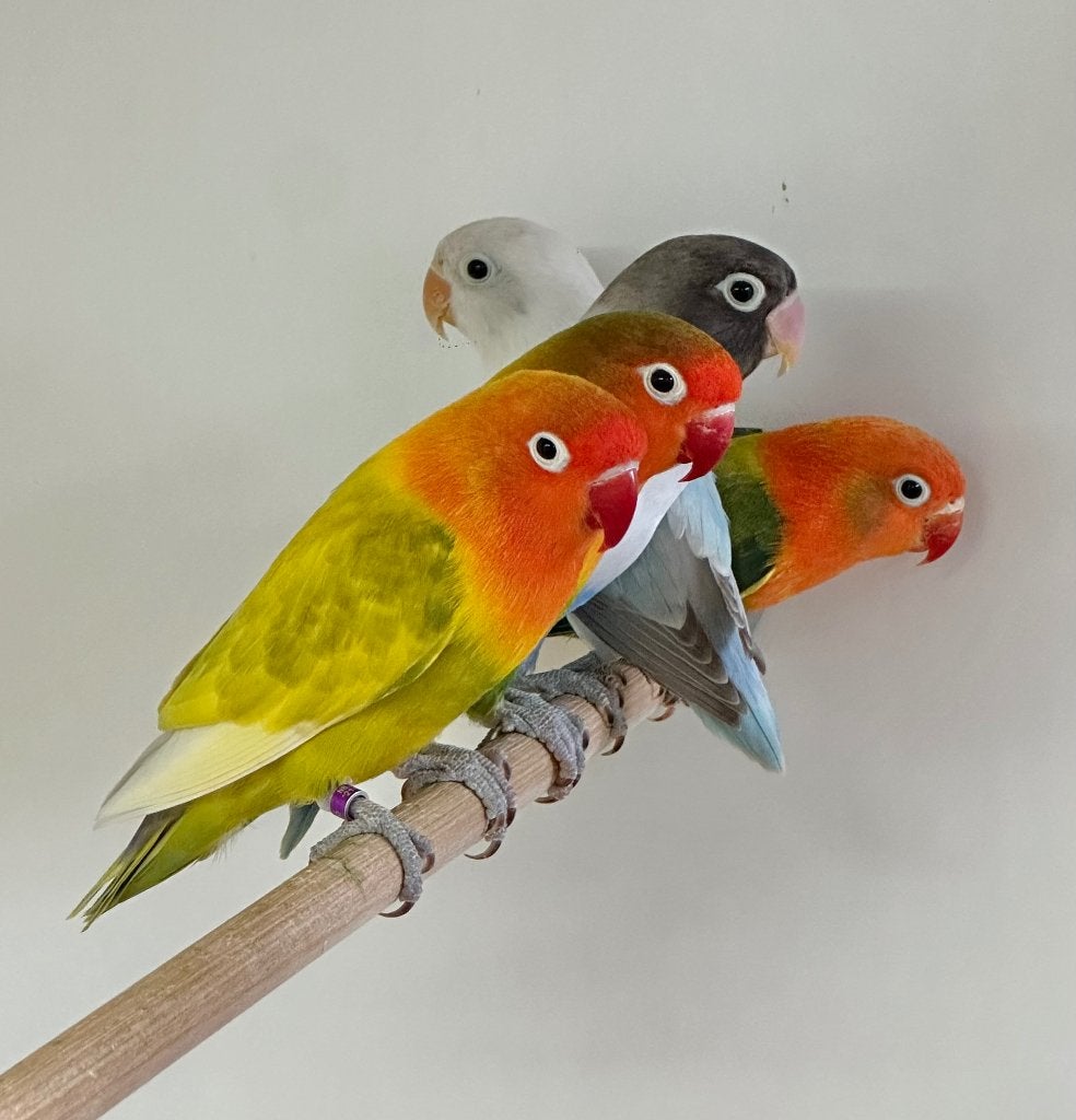 Fischeri, personata en roseicollies, Geslacht onbekend, Dwergpapegaai of Agapornis