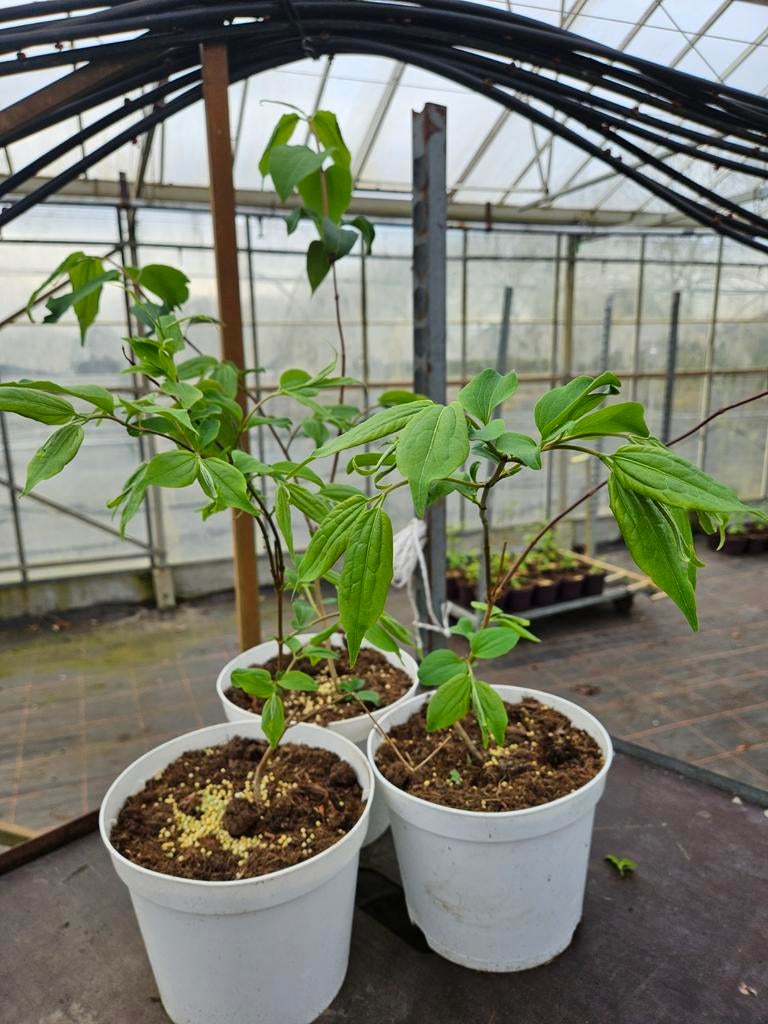 Heptacodium te koop!, Eenjarig, Halfschaduw, Zomer, Ophalen