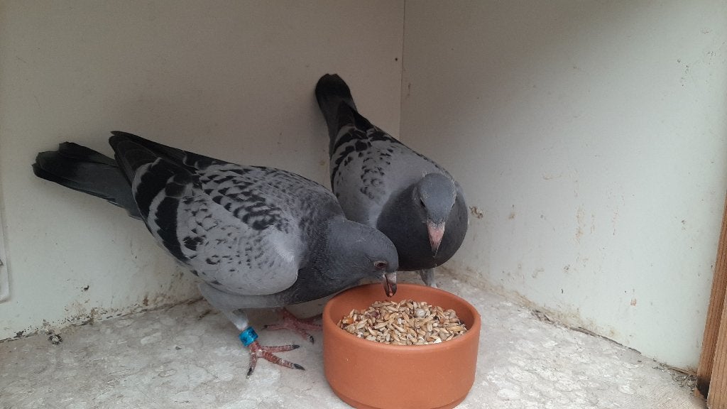 KOPPEL JONGEN, Dieren en Toebehoren, Vogels | Duiven, Geslacht onbekend, Postduif