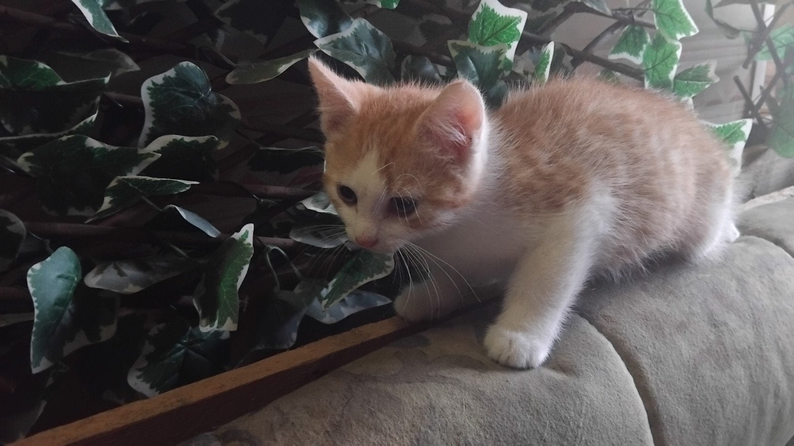 hele mooie kitten rood poesje, Dieren en Toebehoren, Meerdere dieren, Kortharig, 0 tot 2 jaar