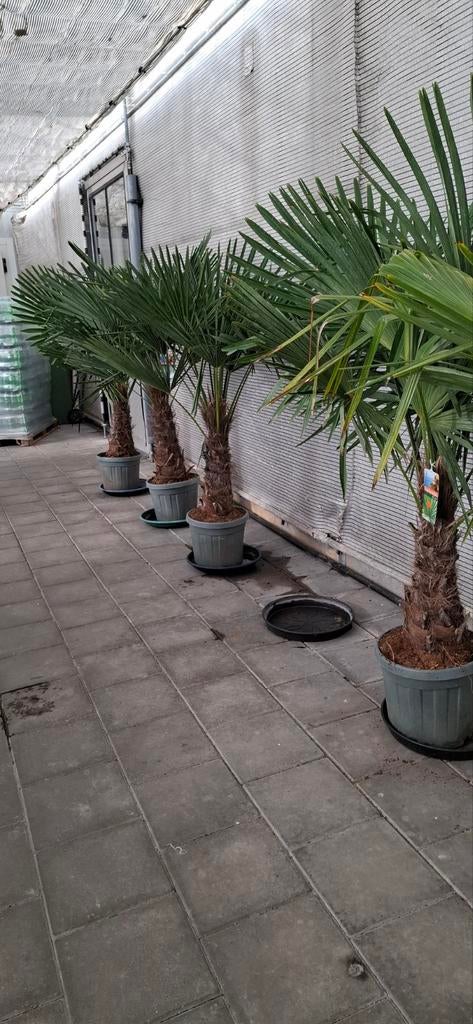 Trachycarpus fortunei palmboom winterhard., Ophalen, Nieuw, Keramiek, Terrastegels