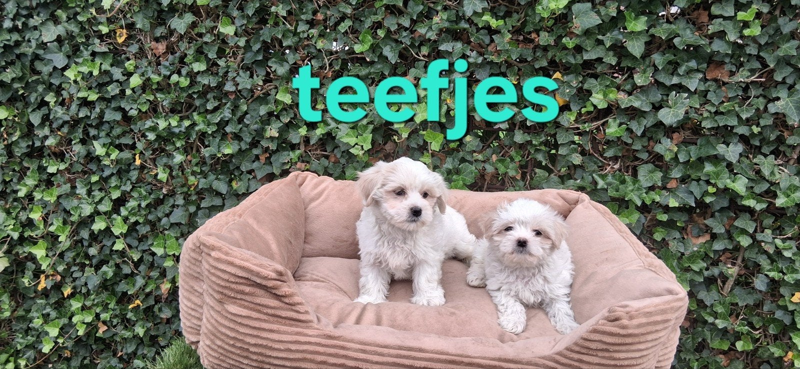 te koop mooie kleinblijvende  malthezer  pups, Overige rassen, CDV (hondenziekte), 8 tot 15 weken, Meerdere