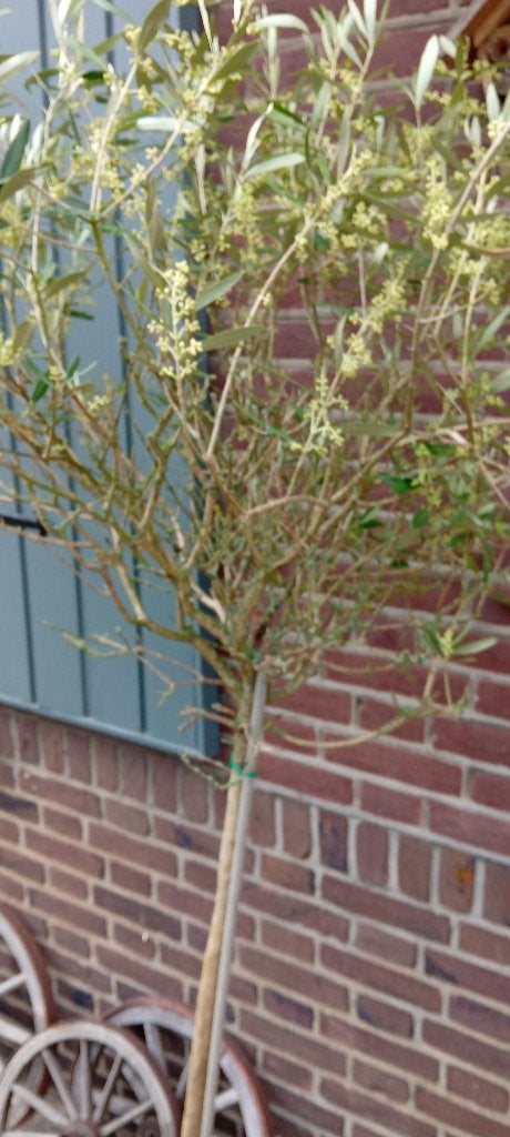 grote olijf bomen in pot, 100 tot 250 cm, Olijfboom, Zomer, Ophalen
