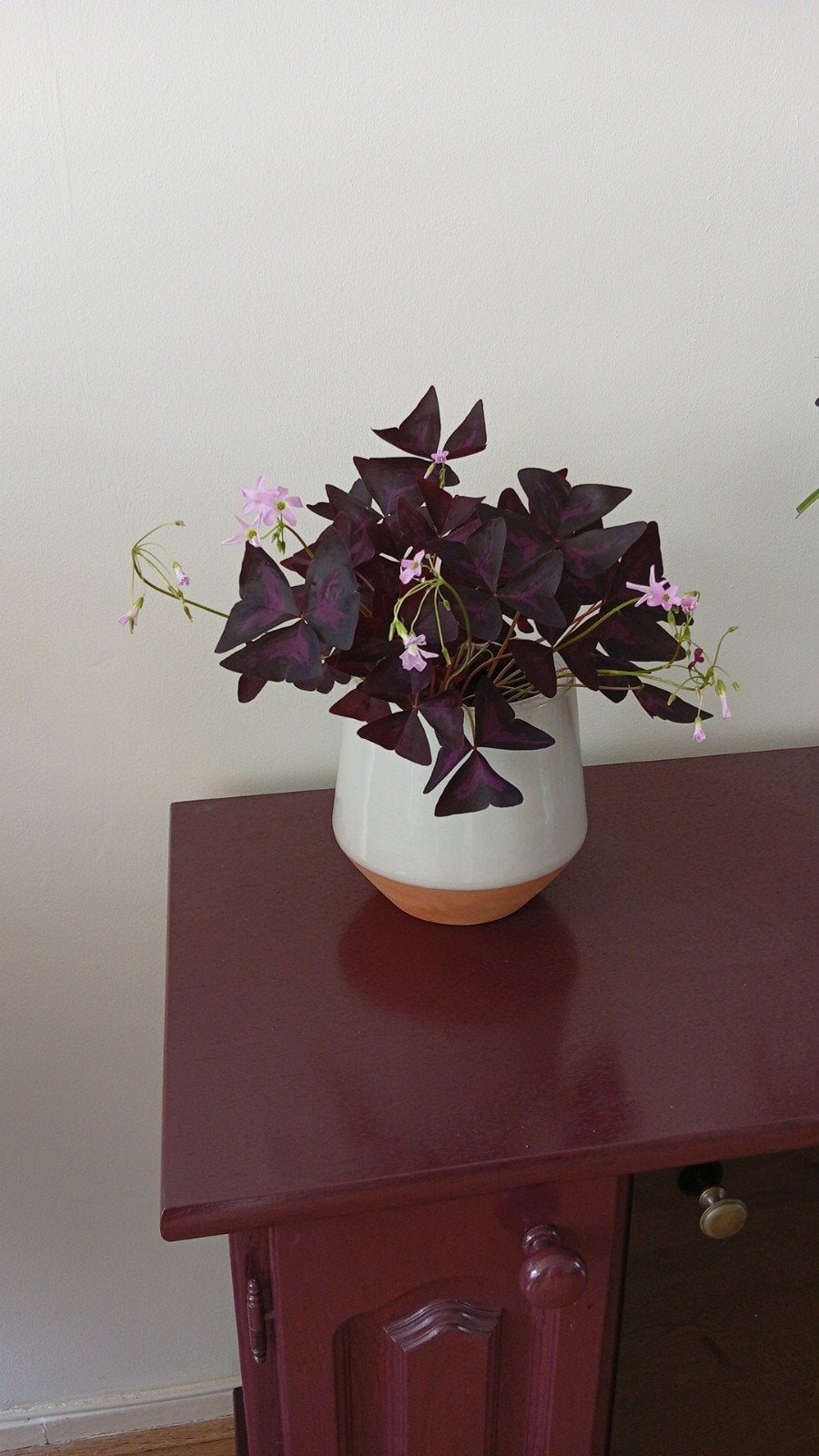 Vlinder  plant (Oxalis), Ophalen of Verzenden
