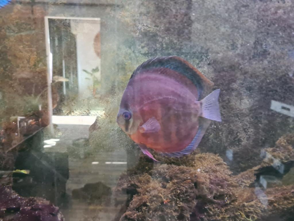 Groote discus, Dieren en Toebehoren, Vissen | Aquariumvissen, Vis