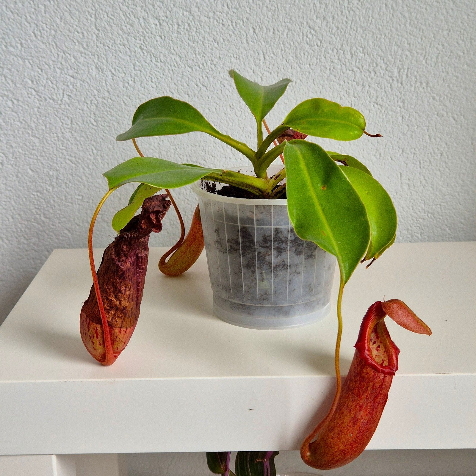 Nepenthes 'Rob' - Vleesetende bekerplant, Huis en Inrichting, Kamerplanten, Overige soorten, In pot, Minder dan 100 cm, Groene kamerplant