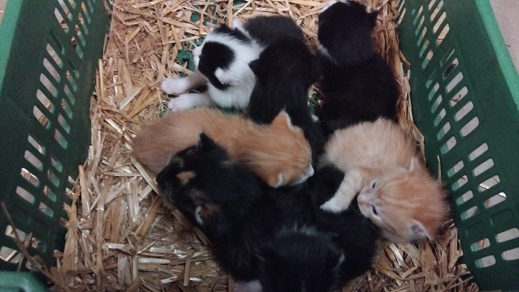 7 kittens zoeken nieuw huis, Dieren en Toebehoren, Meerdere dieren, Kortharig, 0 tot 2 jaar