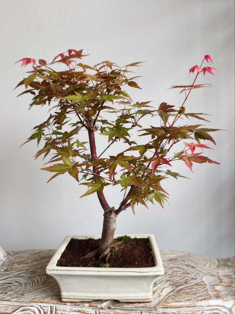 Acer Japanse Esdoorn Deshojo bonsai, Bloeit niet, Halfschaduw, Minder dan 100 cm, Overige soorten