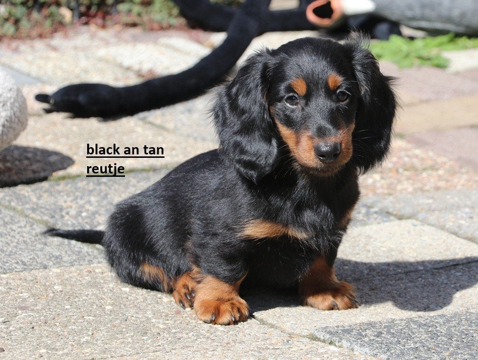 Teckel pups beschikbaar, CDV (hondenziekte), 8 tot 15 weken, Dwerg, Meerdere