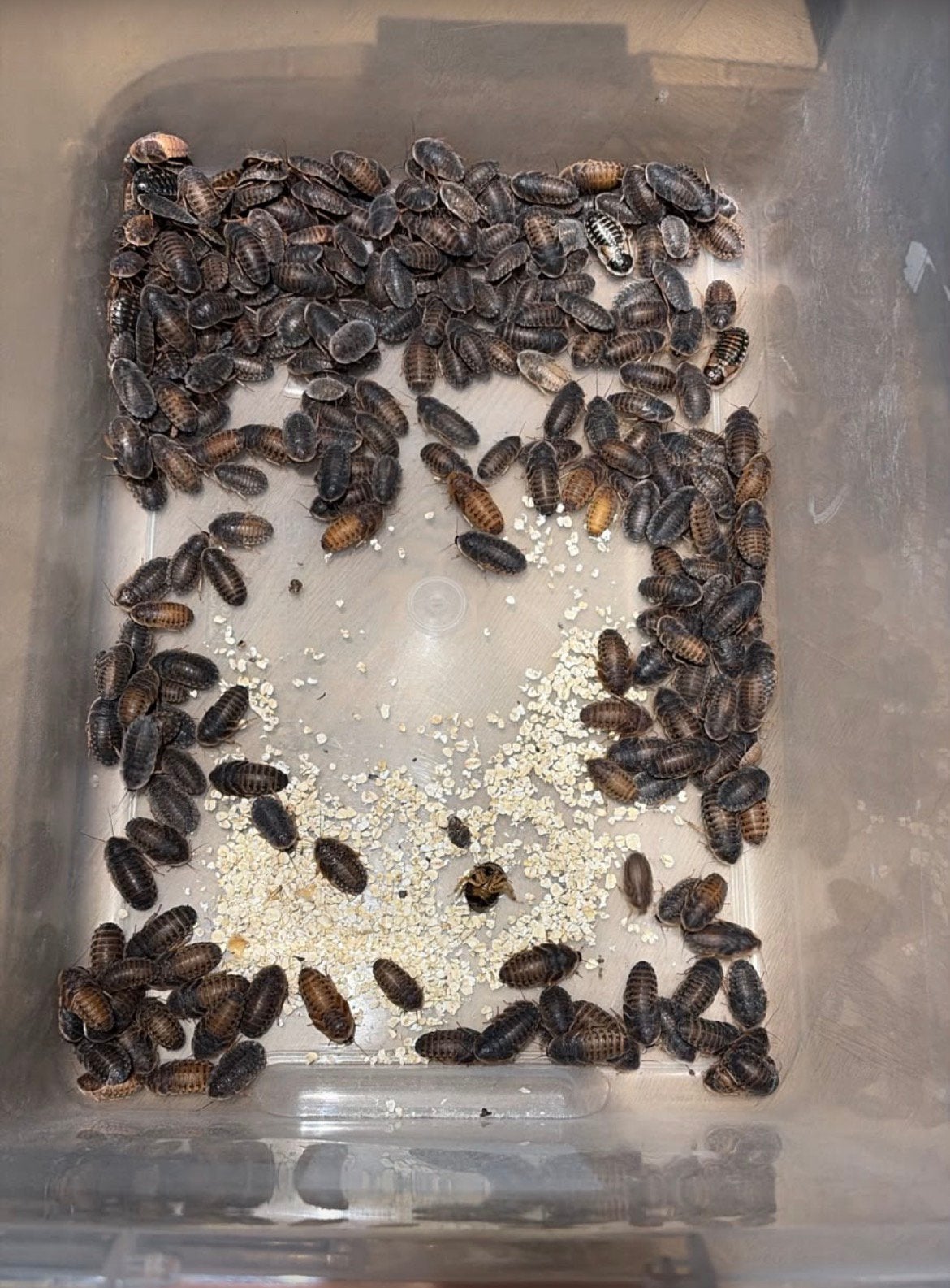 300 Dubia’s (kakkerlakken), Overige soorten
