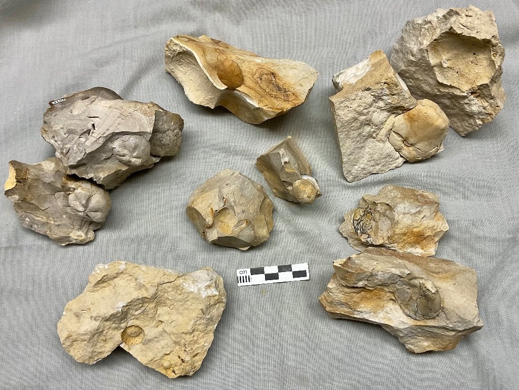 6 verschillende vuursteen zee-egels, Limburgs Krijt,., Ophalen of Verzenden, Fossiel