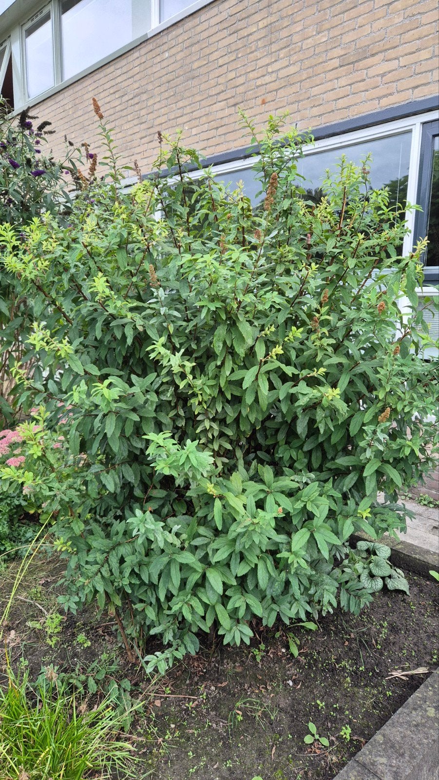Grote struik, bloeit roze, gratis, Tuin en Terras, Ophalen of Verzenden, Overige soorten, Halfschaduw