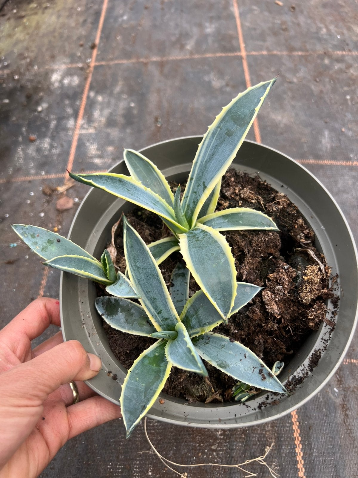 Agave Americana stukjes, Ophalen of Verzenden, Halfschaduw, Minder dan 100 cm