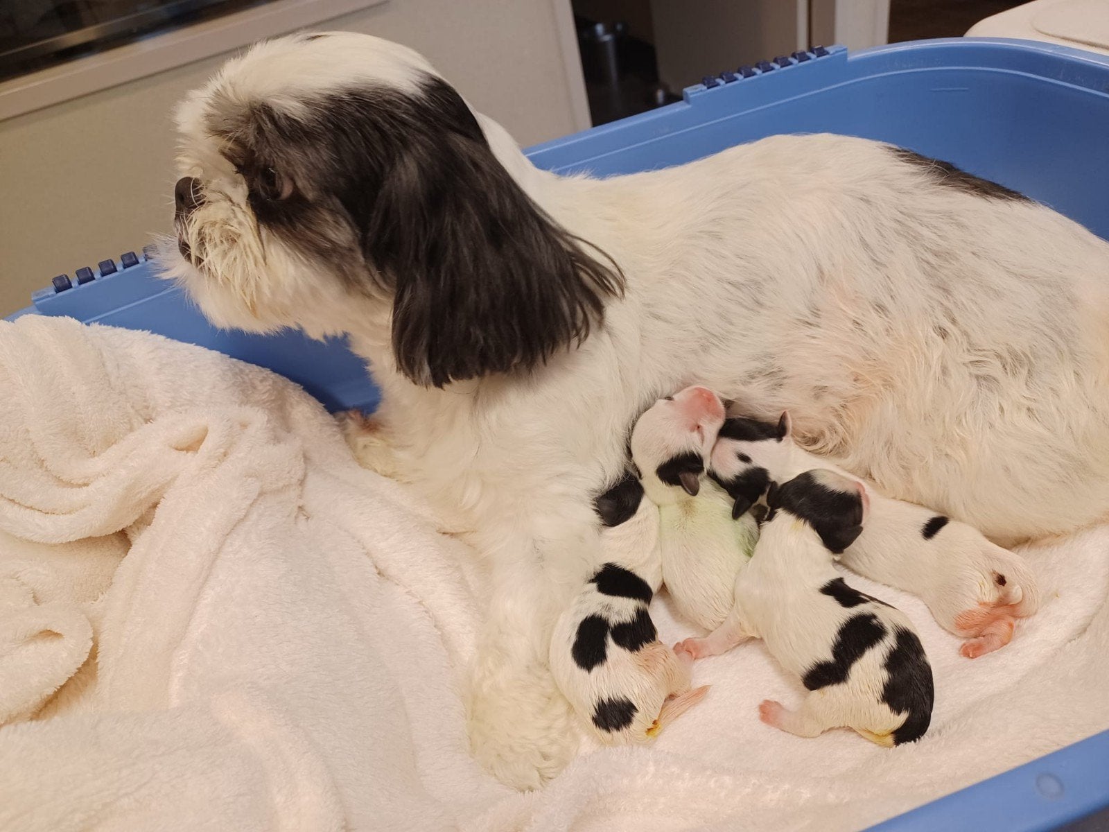 mooie shih tzu kruising pups 2 reutjes, Reu, 8 tot 15 weken, Meerdere, Klein