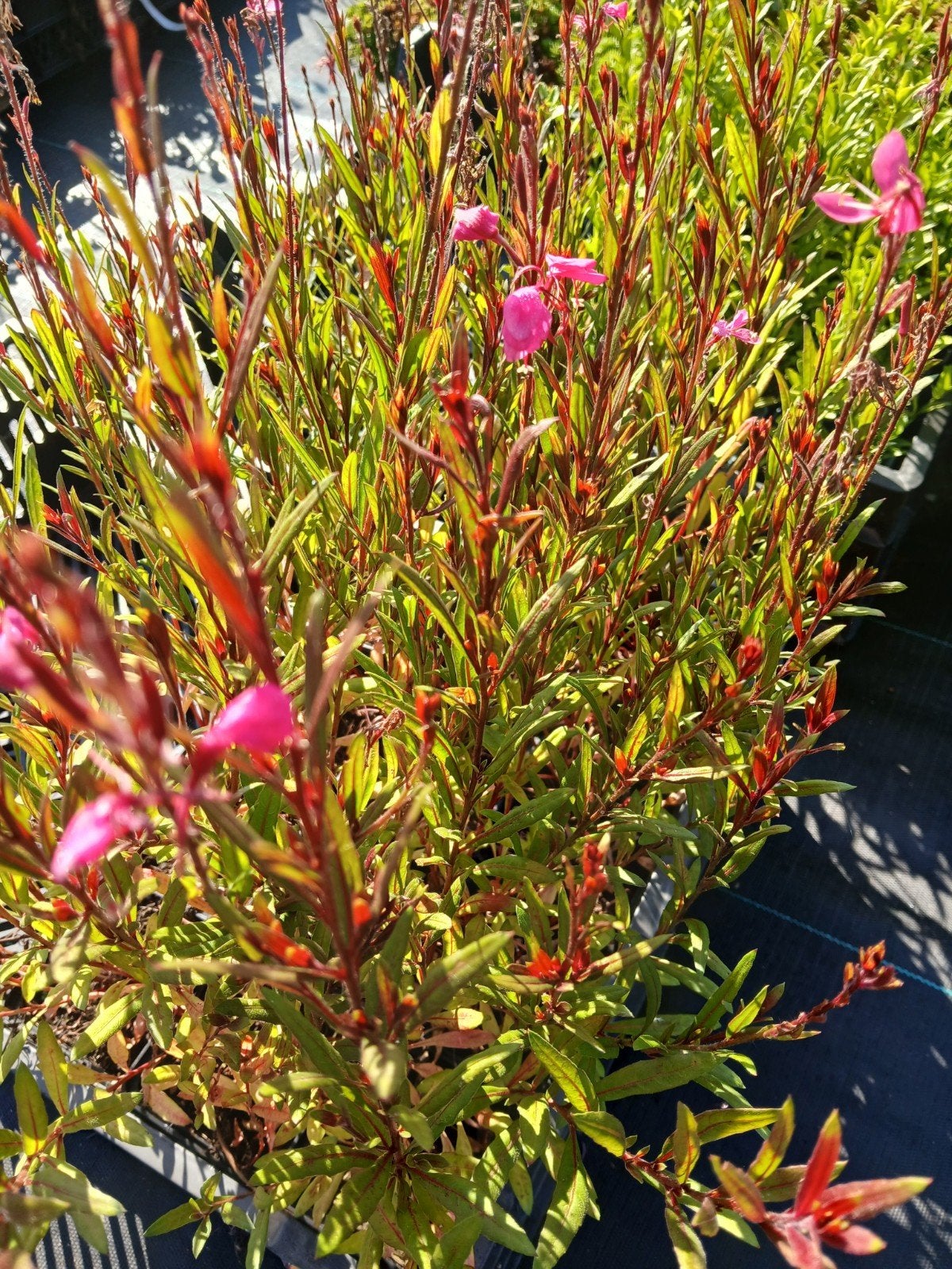 Gaura Prachtkaars 'Siskiyou Pink' - Elegante Vaste Plant, Tuin en Terras, Ophalen of Verzenden, Overige soorten, Volle zon