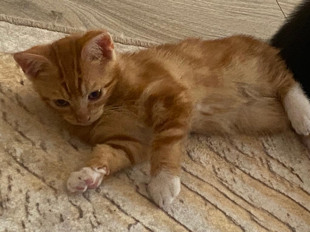 Perzische kittens te koop, Poes, Kortharig, 0 tot 2 jaar