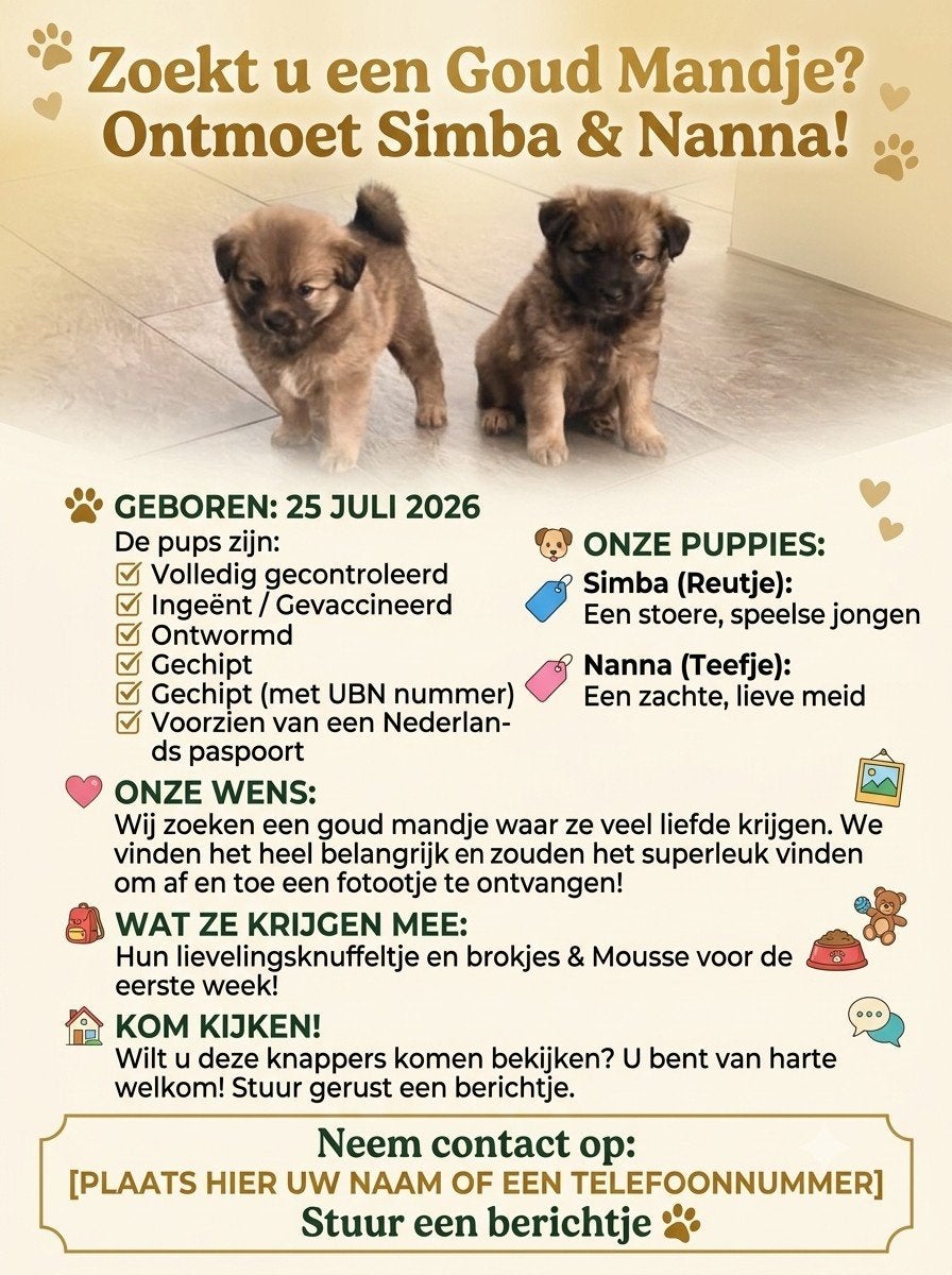 keeshond kruising, 8 tot 15 weken, Meerdere, Meerdere dieren, Nederland