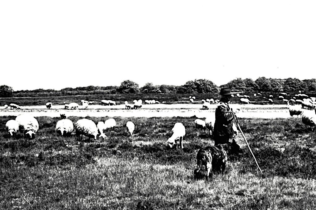 969034	Ede	Gld Schaapskudde	Schaapsherder	 onbeschreven, Ophalen of Verzenden, 1940 tot 1960, Ongelopen, Gelderland