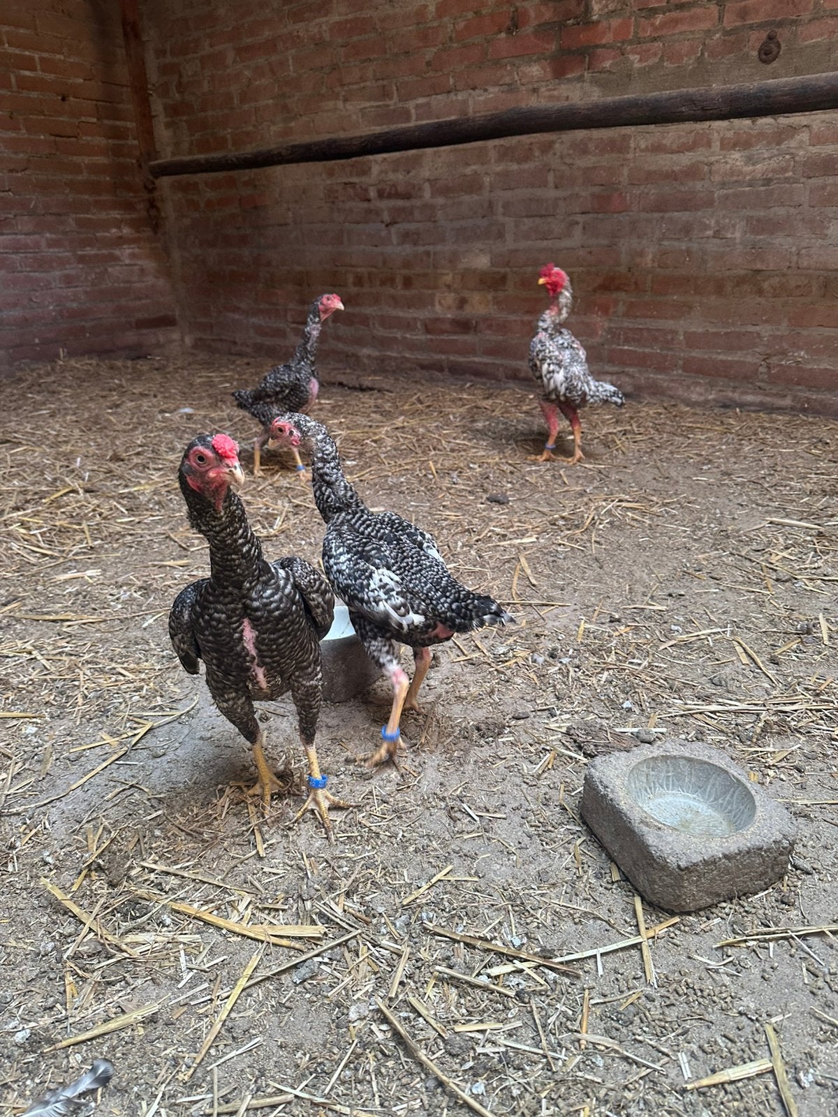 Kwartet ko shamo koekoek, Dieren en Toebehoren, Meerdere dieren, Kip